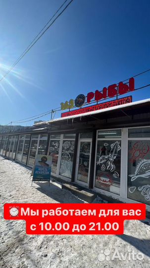 Семга охлаждённая