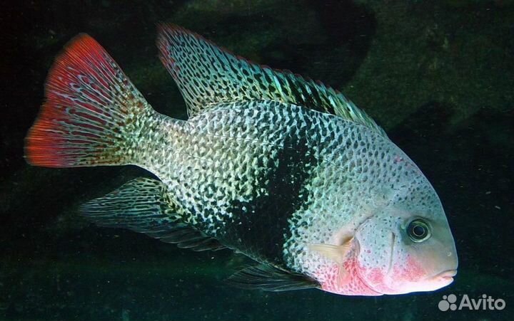 Аквариумные рыбки