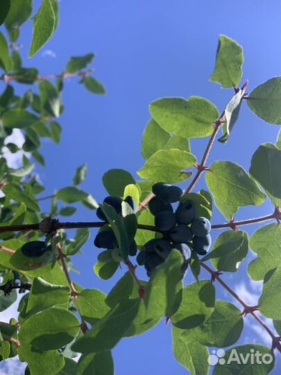 Професиональная обрезка плодовых деревьев