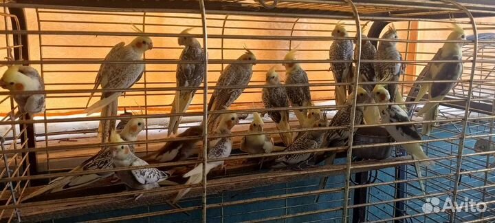 Попугай корелла ручной, говорящий