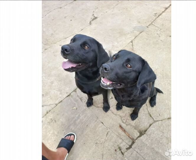 Щенки лабрадора