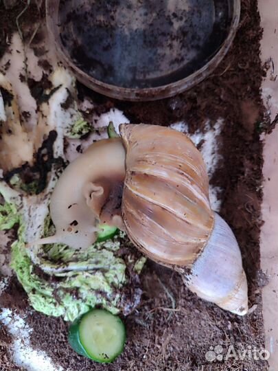 Улитки ахатины бесплатно