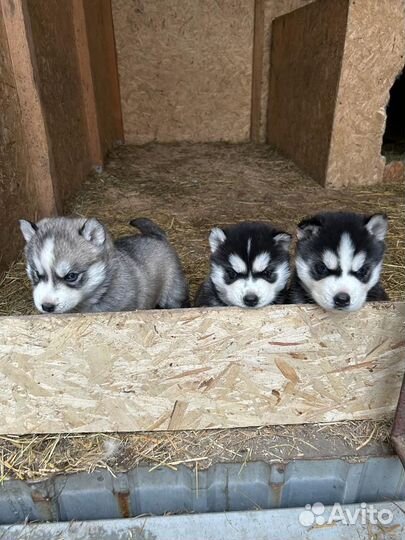 Щенки сибирской хаски