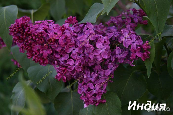 Сирень сортовая