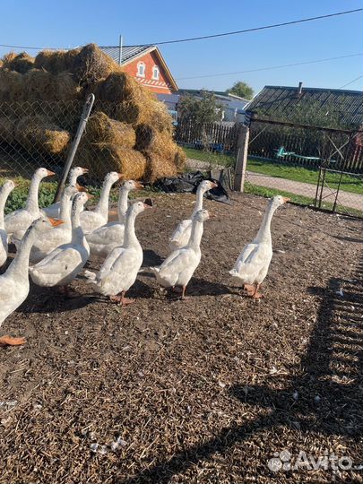 Продам гусей