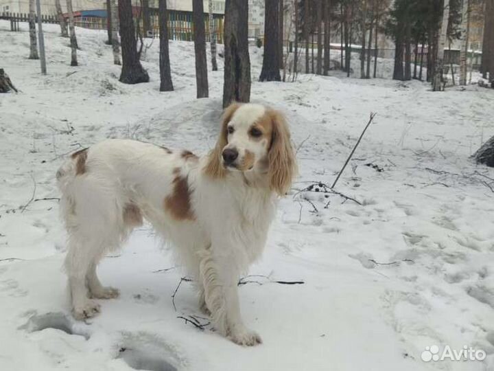 Русский спаниель вязка