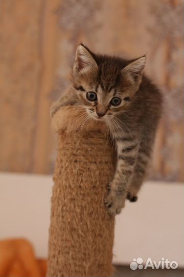Маленькая кошечка