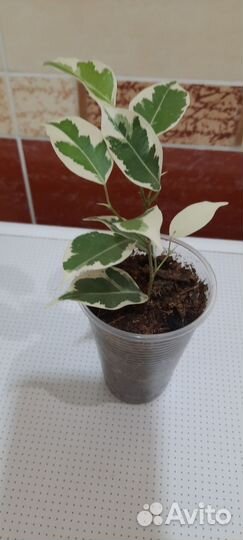 Фикусы, монстера