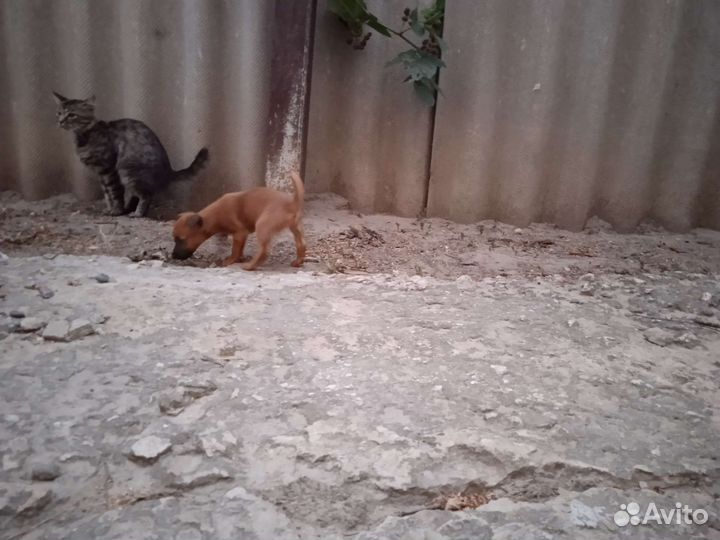 Щенок в добрые руки бесплатно маленькая порода