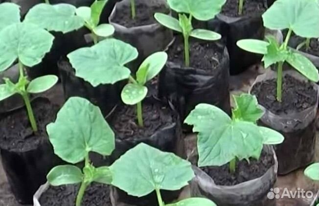 Рассада овощей и цветов