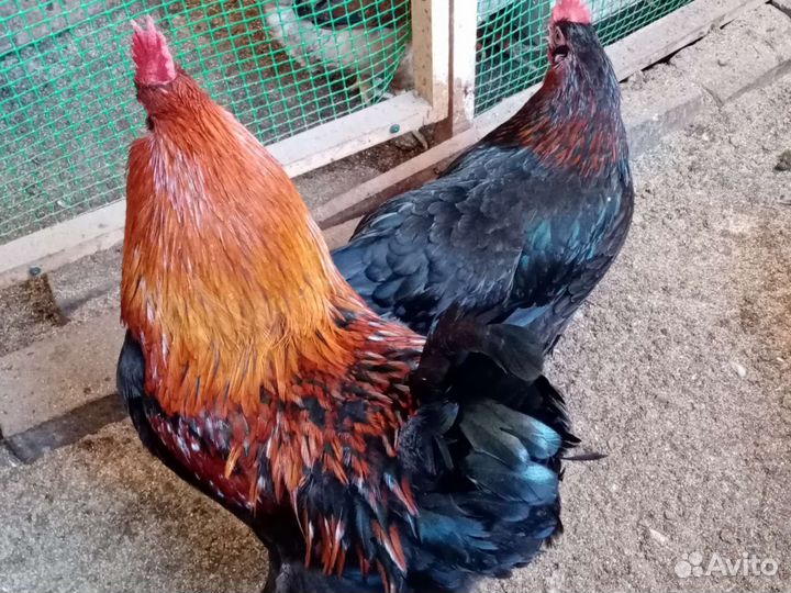 Инкубационное яйцо Маран Амераукана Билефельдер