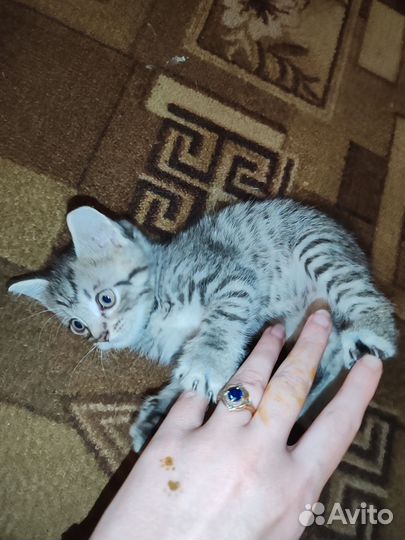 Кошки в добрые руки