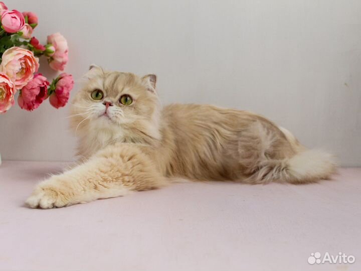 Золотой лилак британский котик