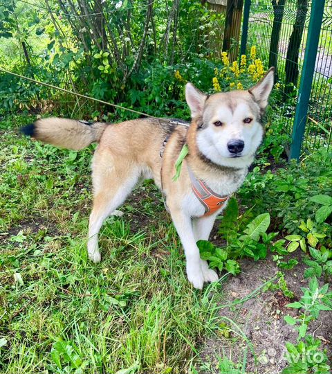 Собака в добрые руки