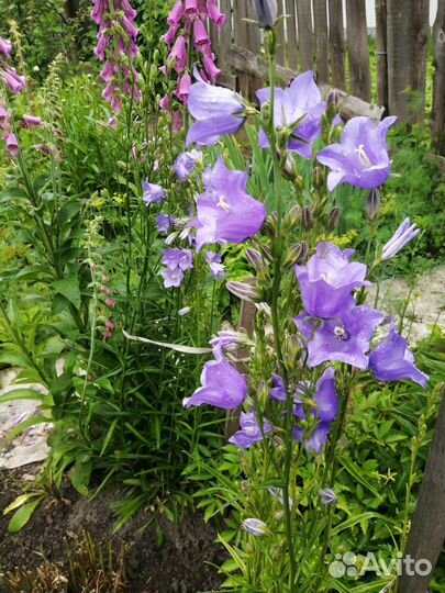 Многолетники садовые