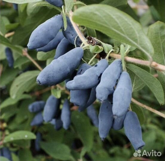 Саженцы жимолости сьедобной