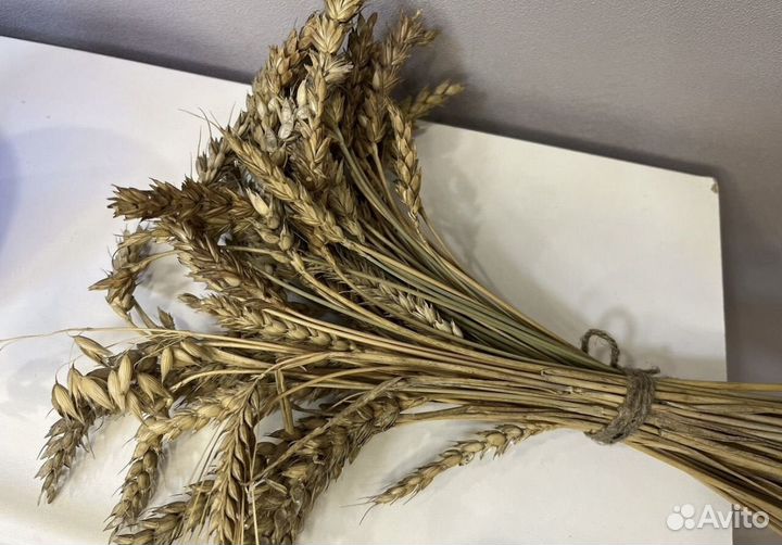 Сухоцветы пшеница колосья