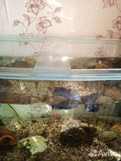 Аквариум с тумбой 300 литров