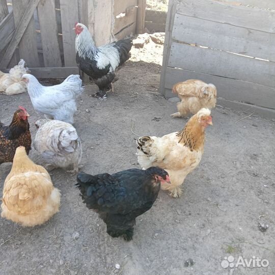 Петушки брама