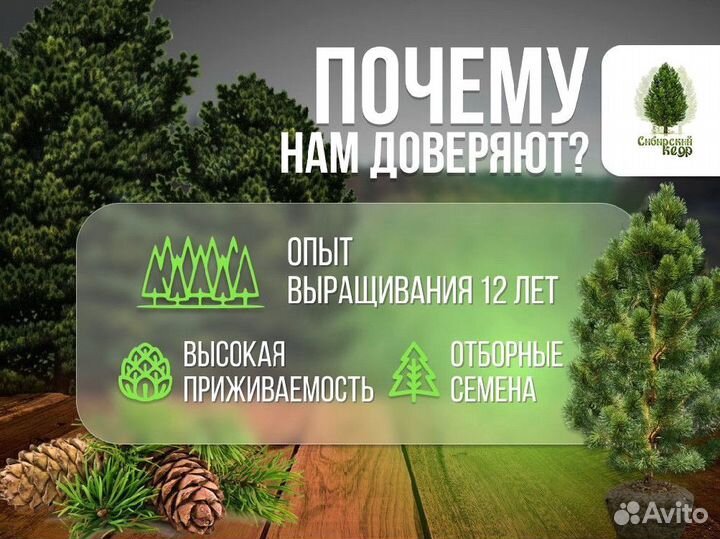 Дерево кедра