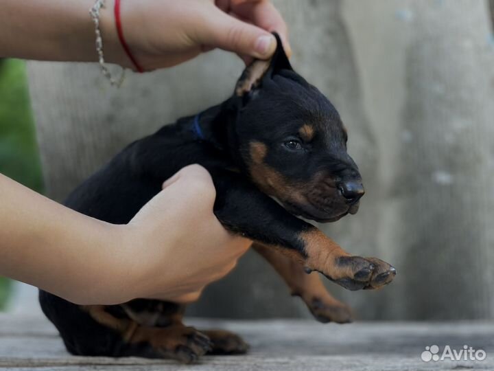 Доберман щенки