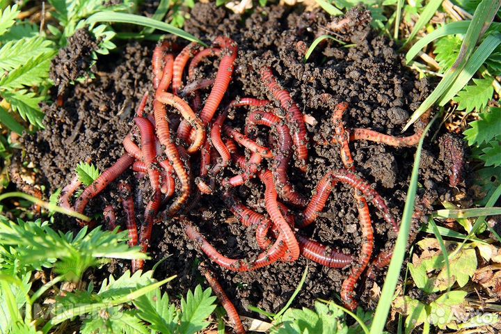 Калифорнийский червь