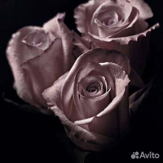 Картина маслом розовые Розы для декора