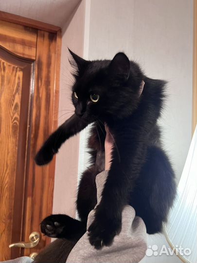 Кошечка в добрые руки
