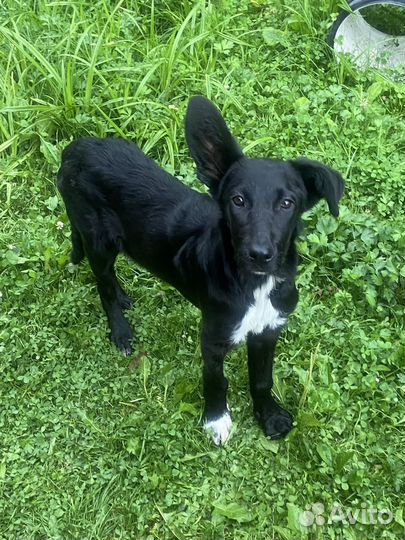 Собака щенок девочка сука бесплатно добрые руки