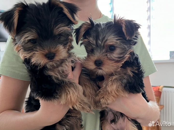 Йоркширский терьер