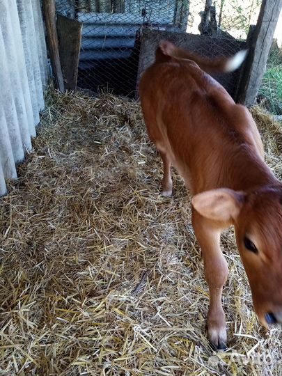 Продается бычок