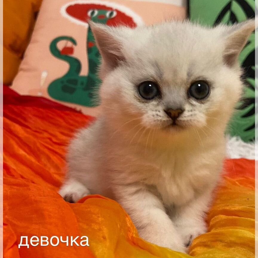 Котята шотладская серебристая шиншилла