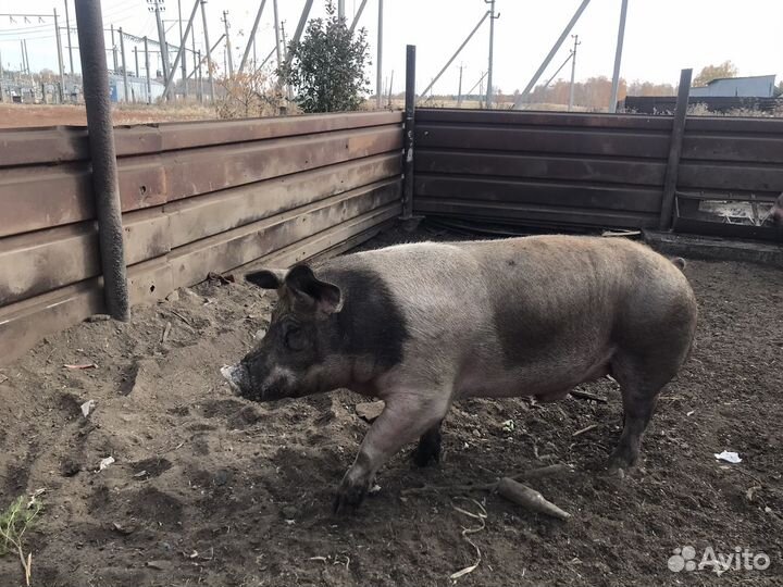 Хряк на племя