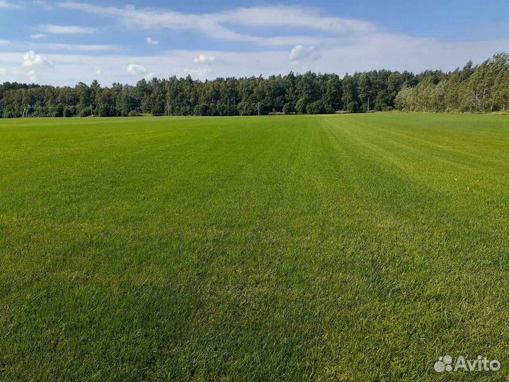 Укладка газона