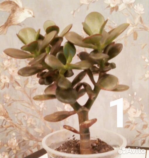 Толстянка крассула овата