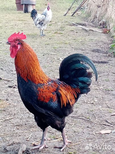 Петухи годовалые