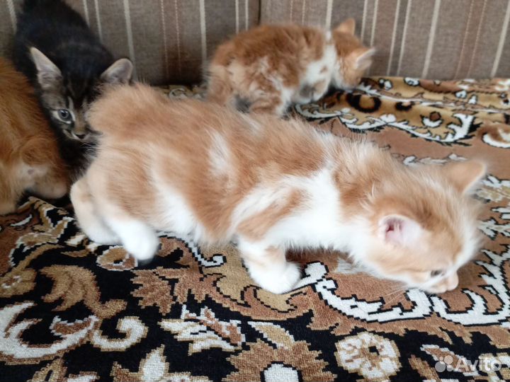 Котята курильский бобтейл