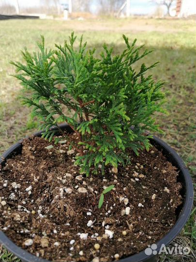 Туя шаровидная