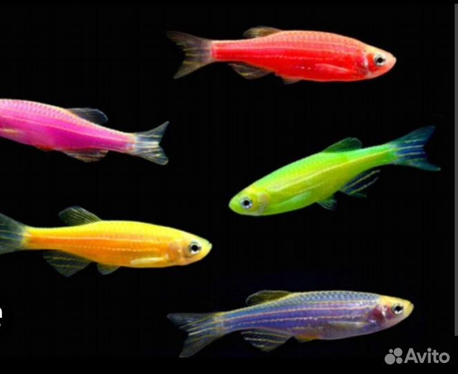 Аквариумные растения, рыбки,корм