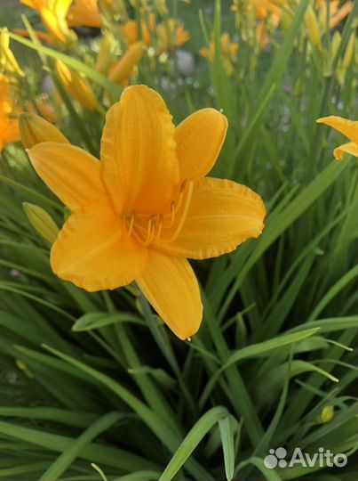 Лилейник, уличные цветы