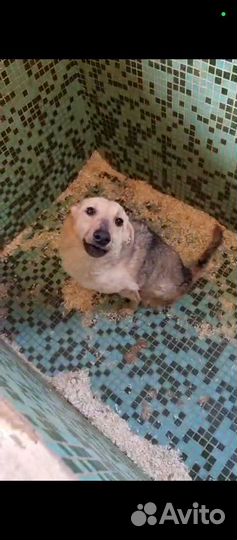 Мила, собачка-инвалид