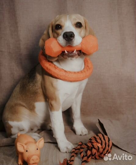 Кинологические услуги, кинолог, передержка собак