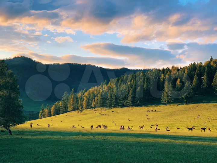 Коттедж 300 м² на участке 12 га