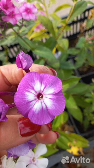 Флоксы сортовые