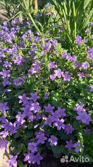 Колокольчик персиколистный белый