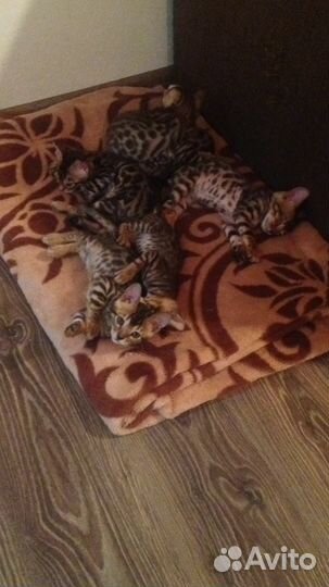 Бенгальский котёнок (кошка/кот)