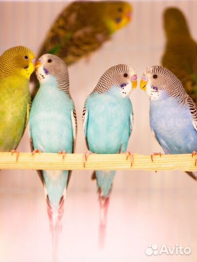 Волнистый птенец