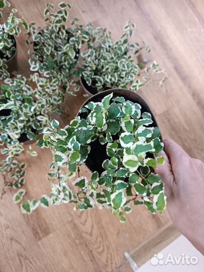 Фикус Пумила Уайт