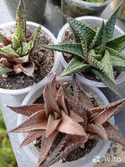 Хавортии,гастерии и другие суккуленты