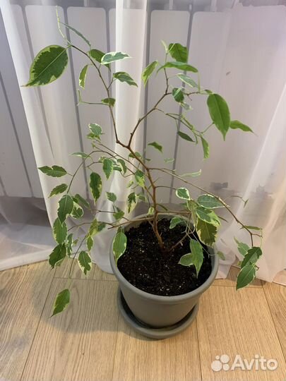 Комнатные растения